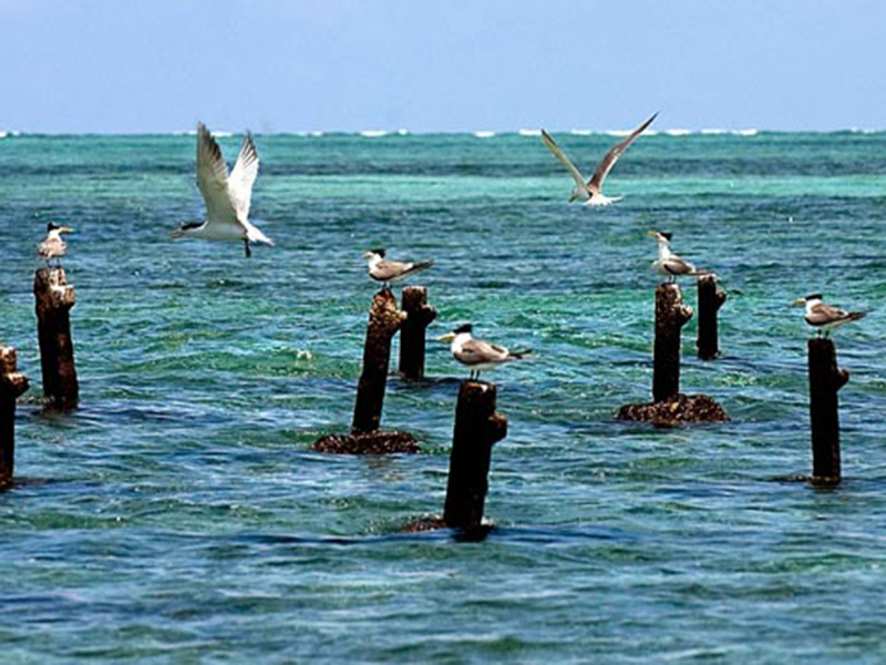 Đảo thân yêu